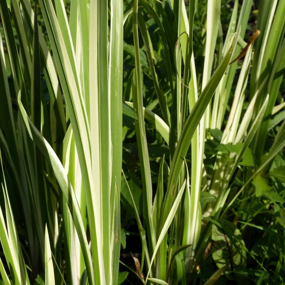 Acorus?gramineus?Variegatus | Variegated dwarf sweet flag | Marginal Plant - Image 4
