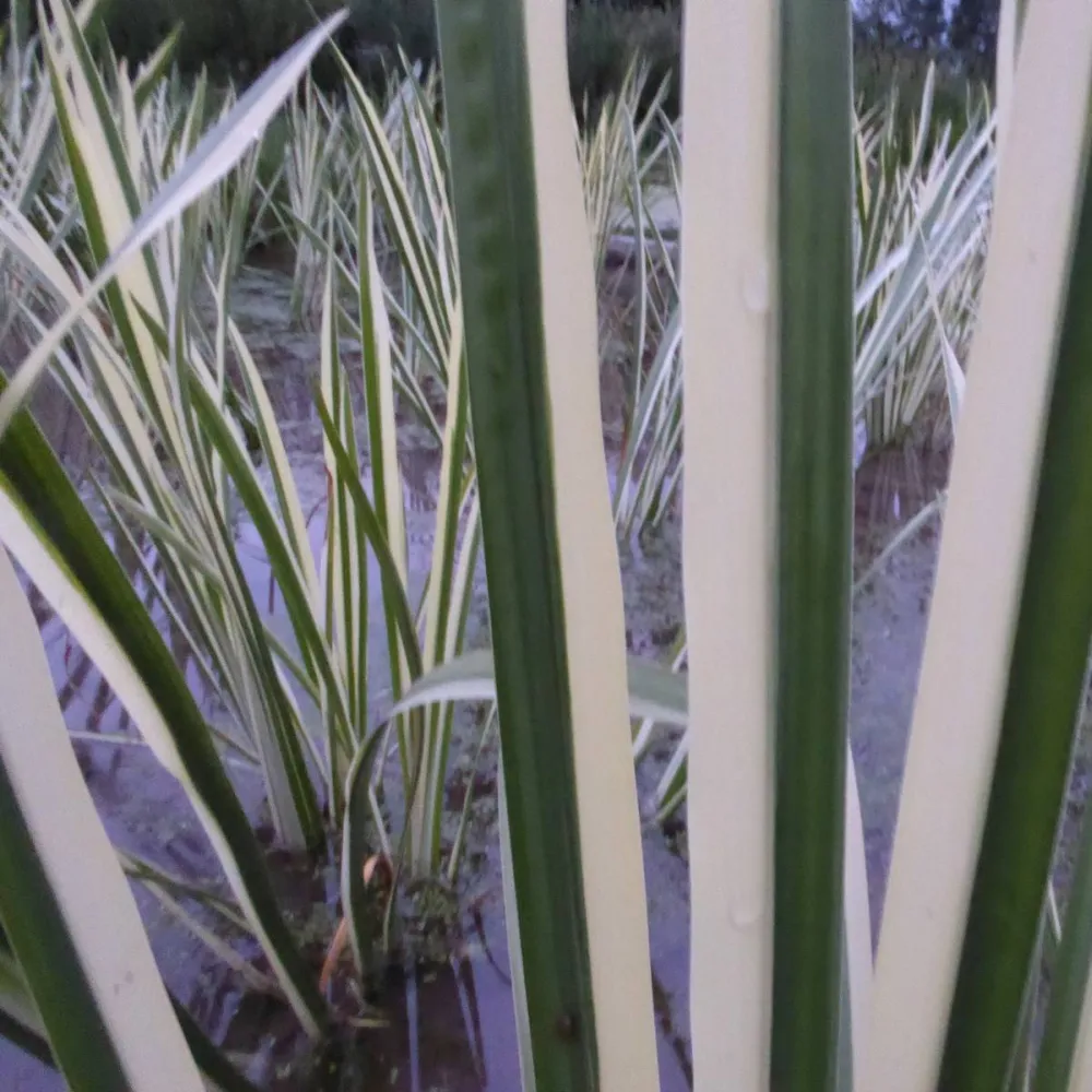 Acorus?gramineus?Variegatus | Variegated dwarf sweet flag | Marginal Plant - Image 6