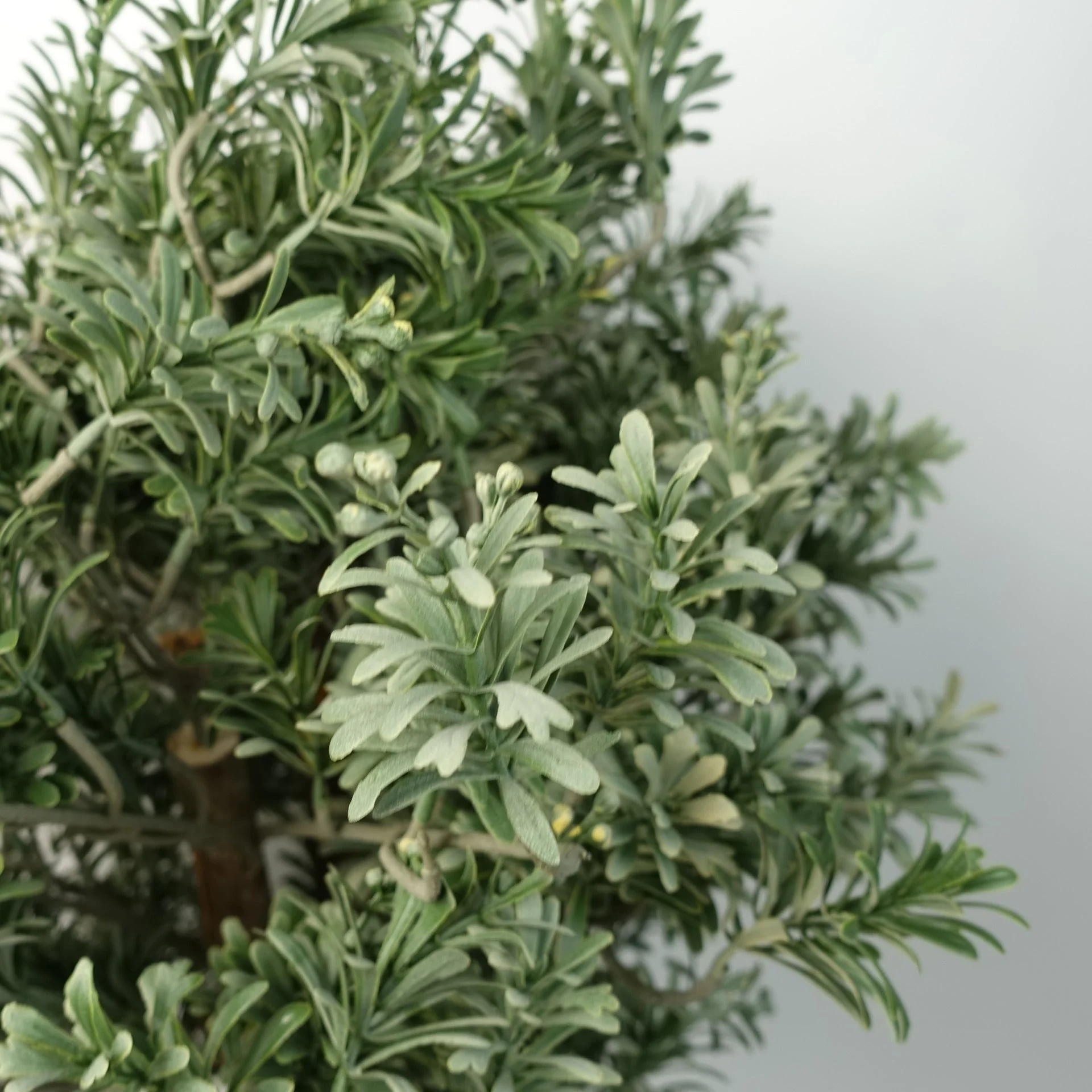 Artificial Topiary Artemisa Plant - Image 2