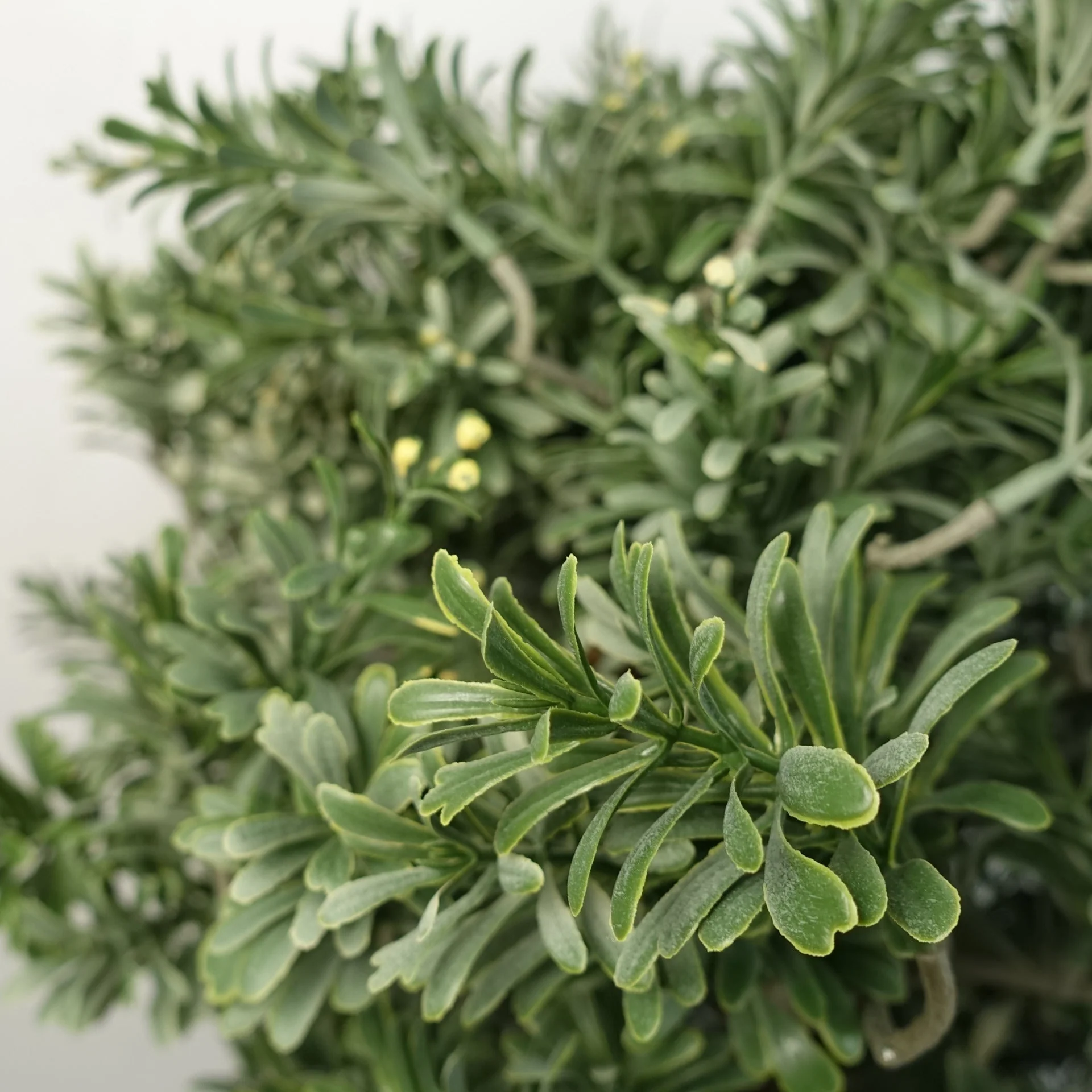 Artificial Topiary Artemisa Plant - Image 4
