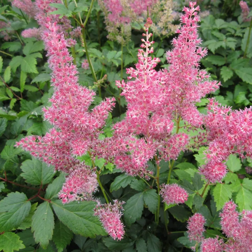 Astilbe (pink) | Pink astilbe (false goats-beard) | Pond Side Plant