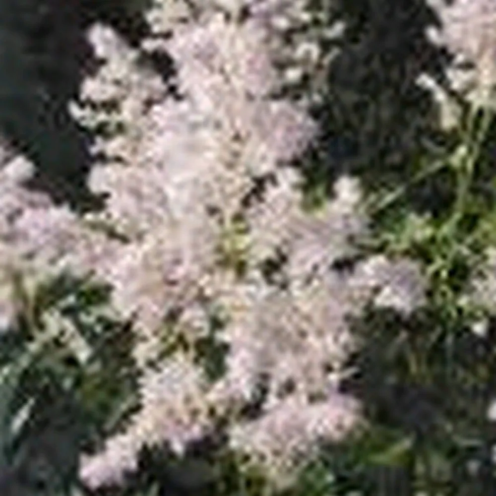 Astilbe (pink) | Pink astilbe (false goats-beard) | Pond Side Plant - Image 2