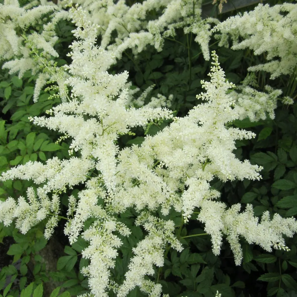 Astilbe (white) | White astilbe | Pond Side Plant - Image 2