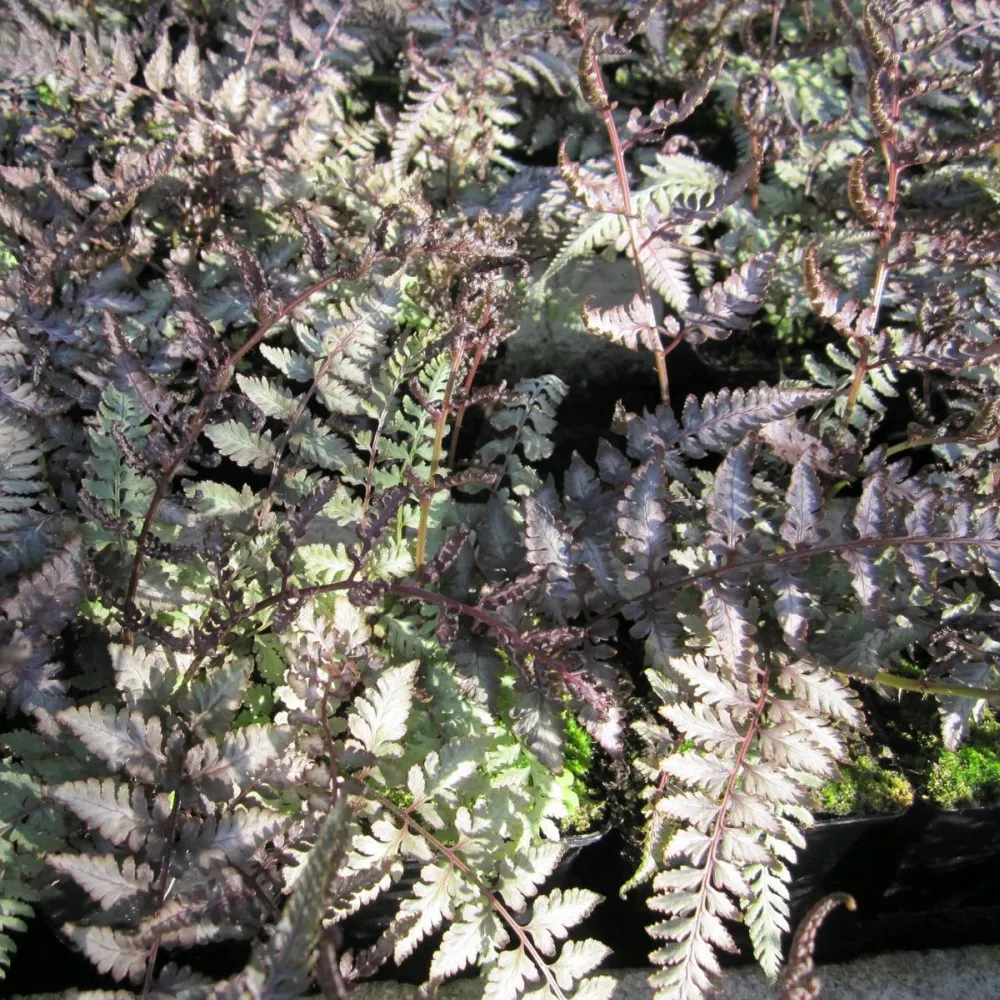 Athyrium?niponicum?Metallicum | Japanese painted fern Metallicum | Pond Side Plant