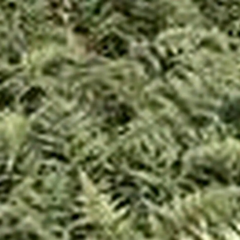 Athyrium?niponicum?Metallicum | Japanese painted fern Metallicum | Pond Side Plant - Image 2
