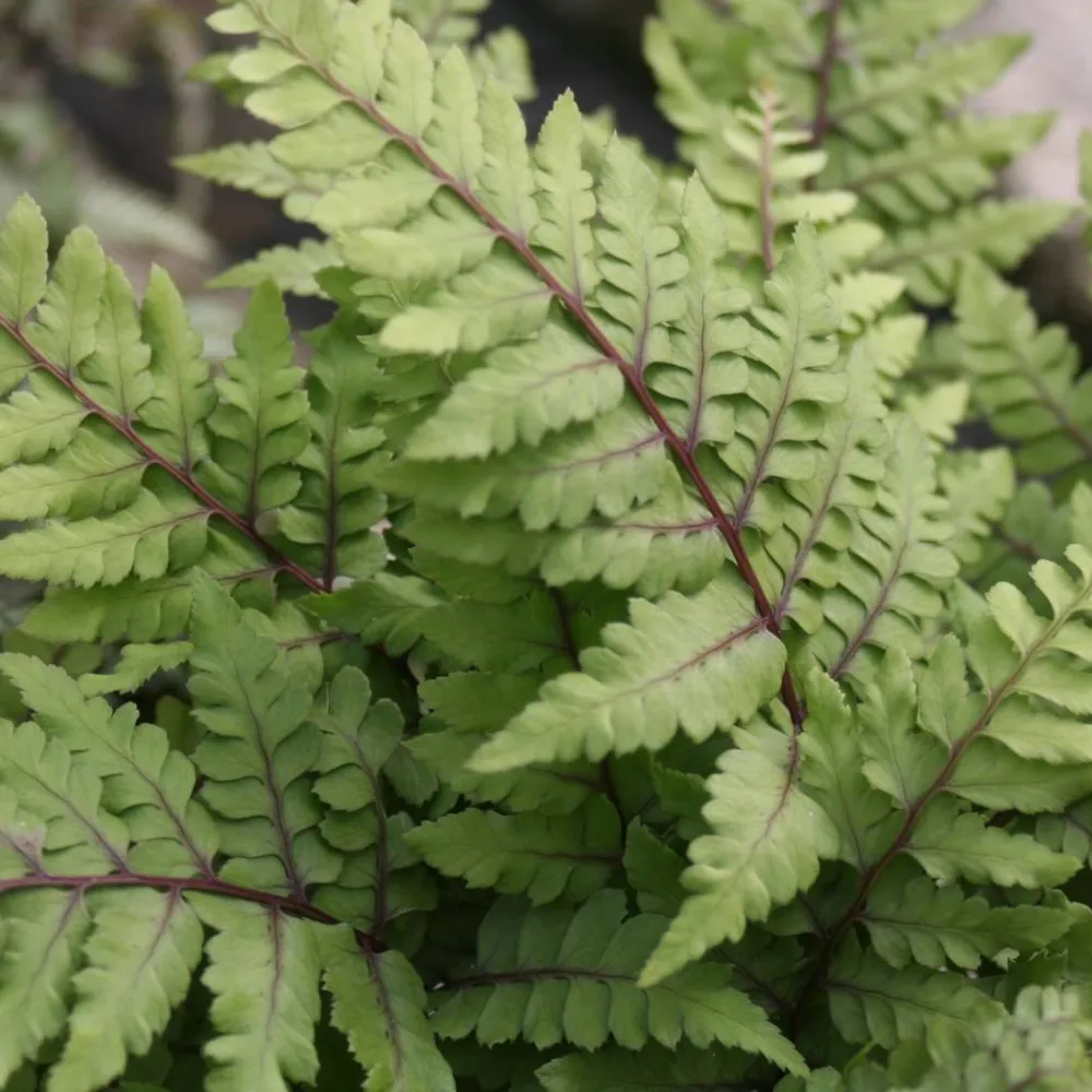 Athyrium?otophorum?Okanum | Eared lady fern Okanum | Pond Side Plant
