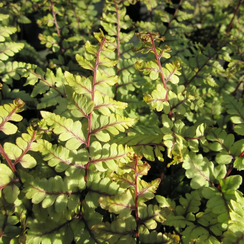 Athyrium?otophorum?Okanum | Eared lady fern Okanum | Pond Side Plant - Image 2