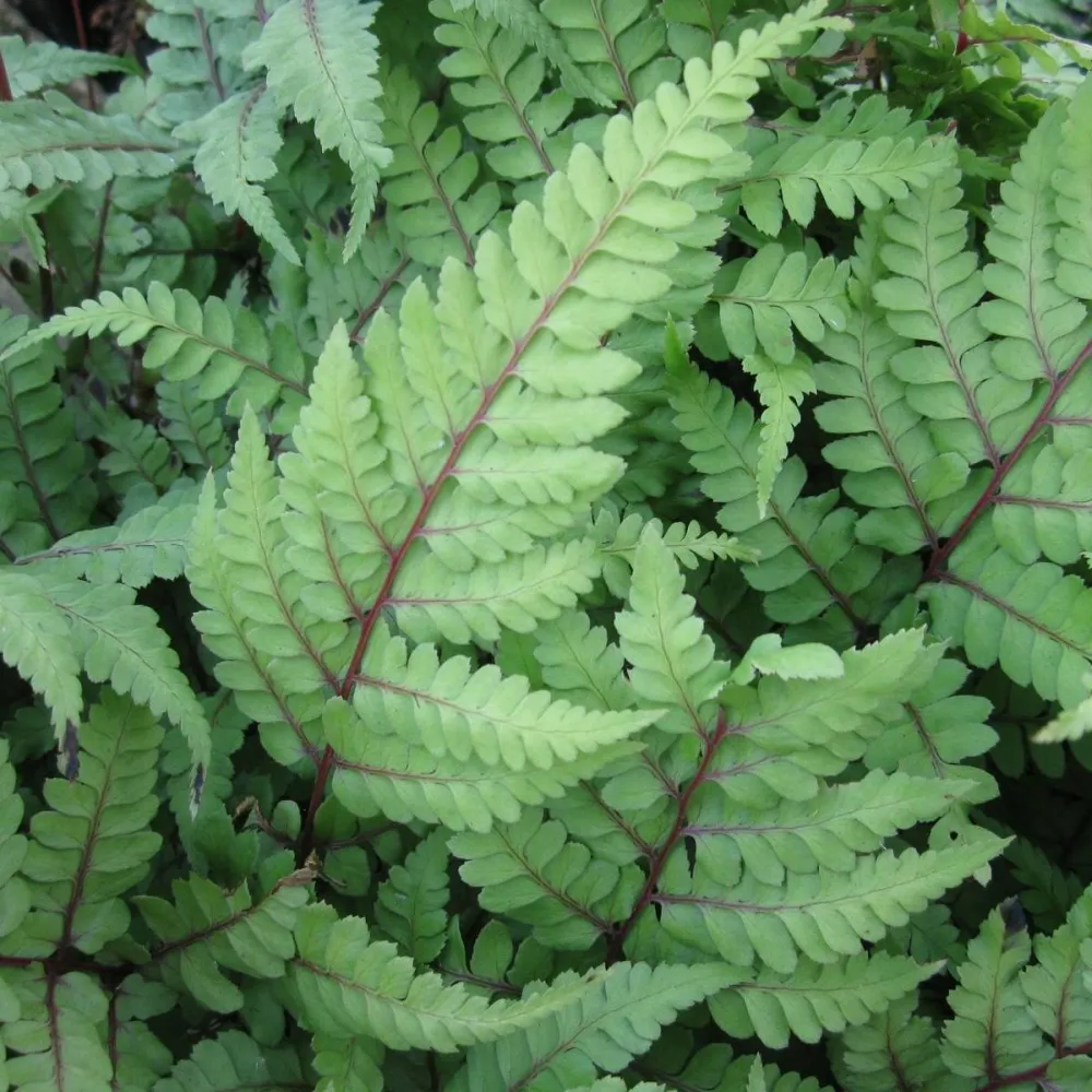 Athyrium?otophorum?Okanum | Eared lady fern Okanum | Pond Side Plant - Image 3