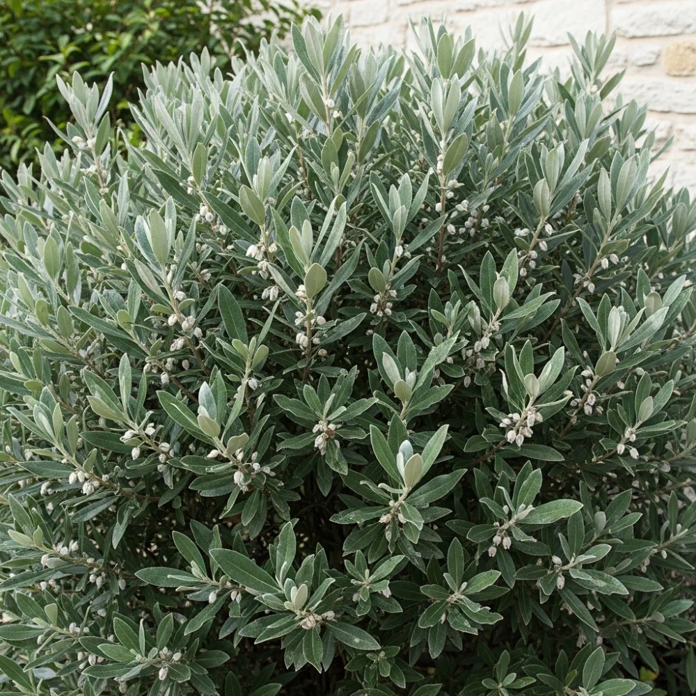 Best Flowering Evergreen Shrubs Collection | Growers Choice | 9 Plants in 9cm Pots - Image 2