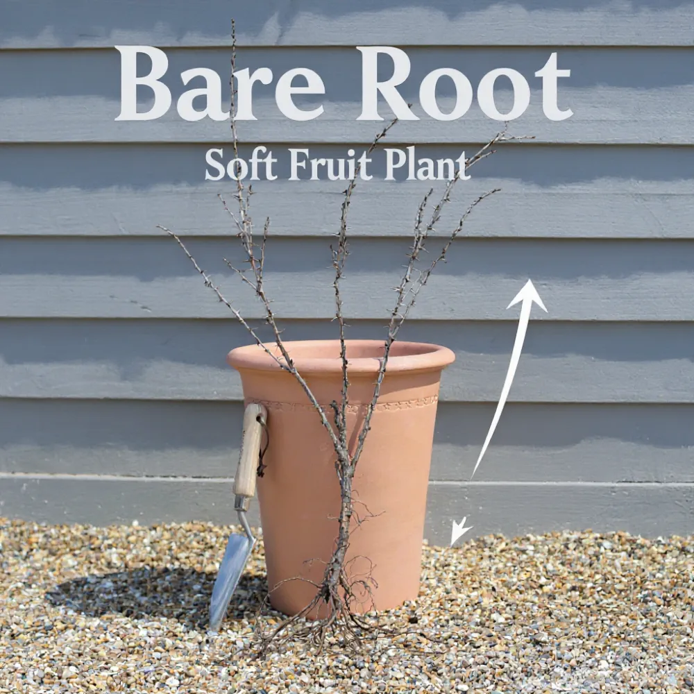 Blackcurrant 'Ben Sarek' Bush | 60cm Bare Root Plant - Image 6