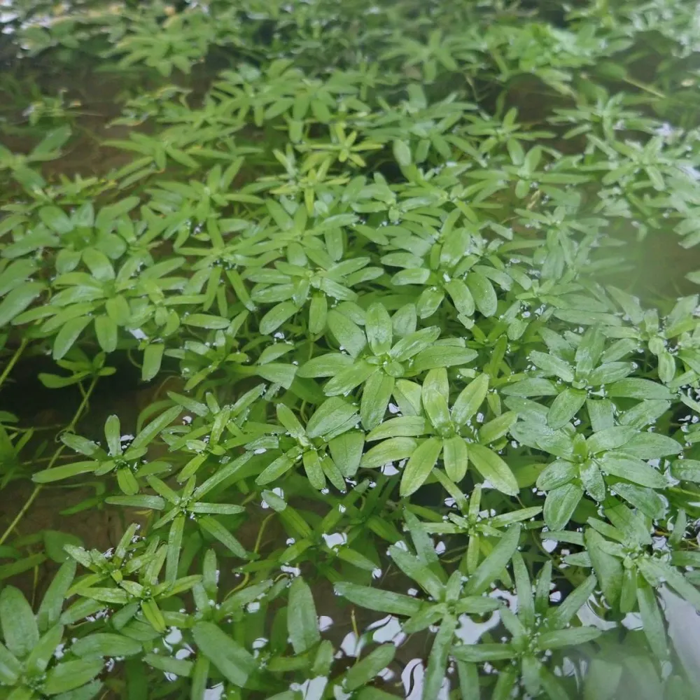 Callitriche?stagnalis | Common water-starwort | Oxygenating Plant - Image 2