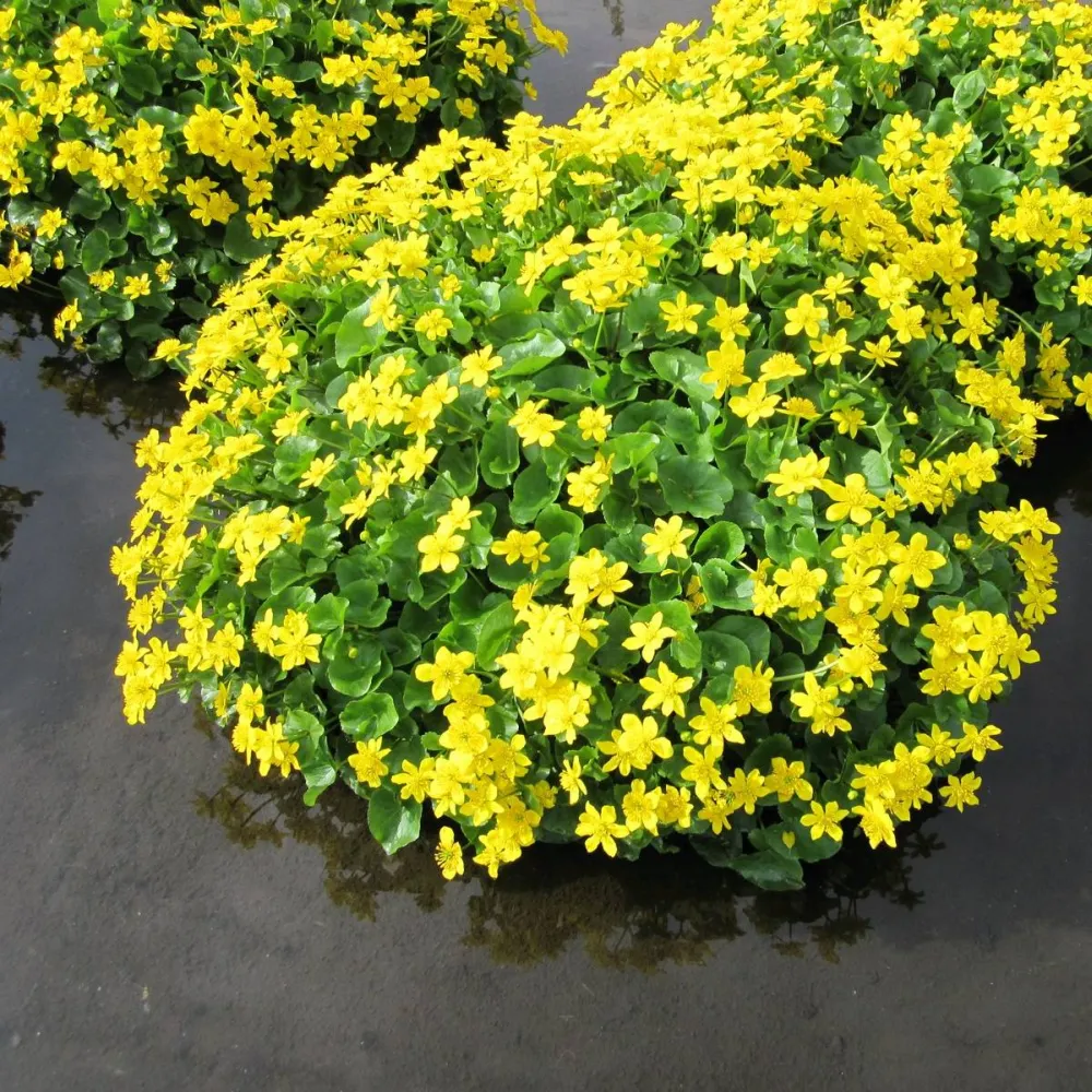 Caltha?palustris | Marsh marigold (kingcup) | Marginal Plant