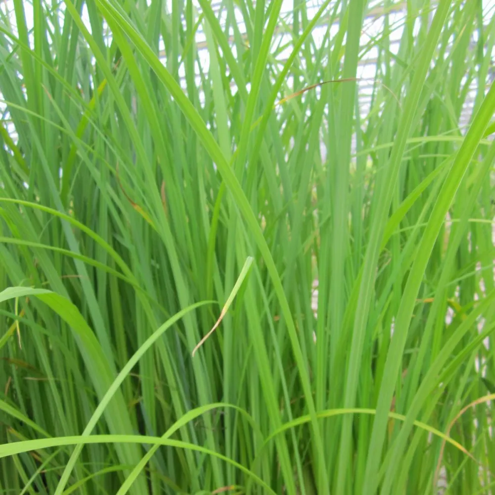 Carex?acuta | Slender tufted sedge | Marginal Plant