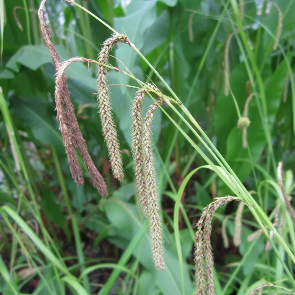 Carex?pendula | Pendulous sedge | Marginal Plant