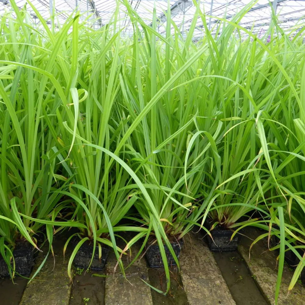 Carex?pendula | Pendulous sedge | Marginal Plant - Image 2