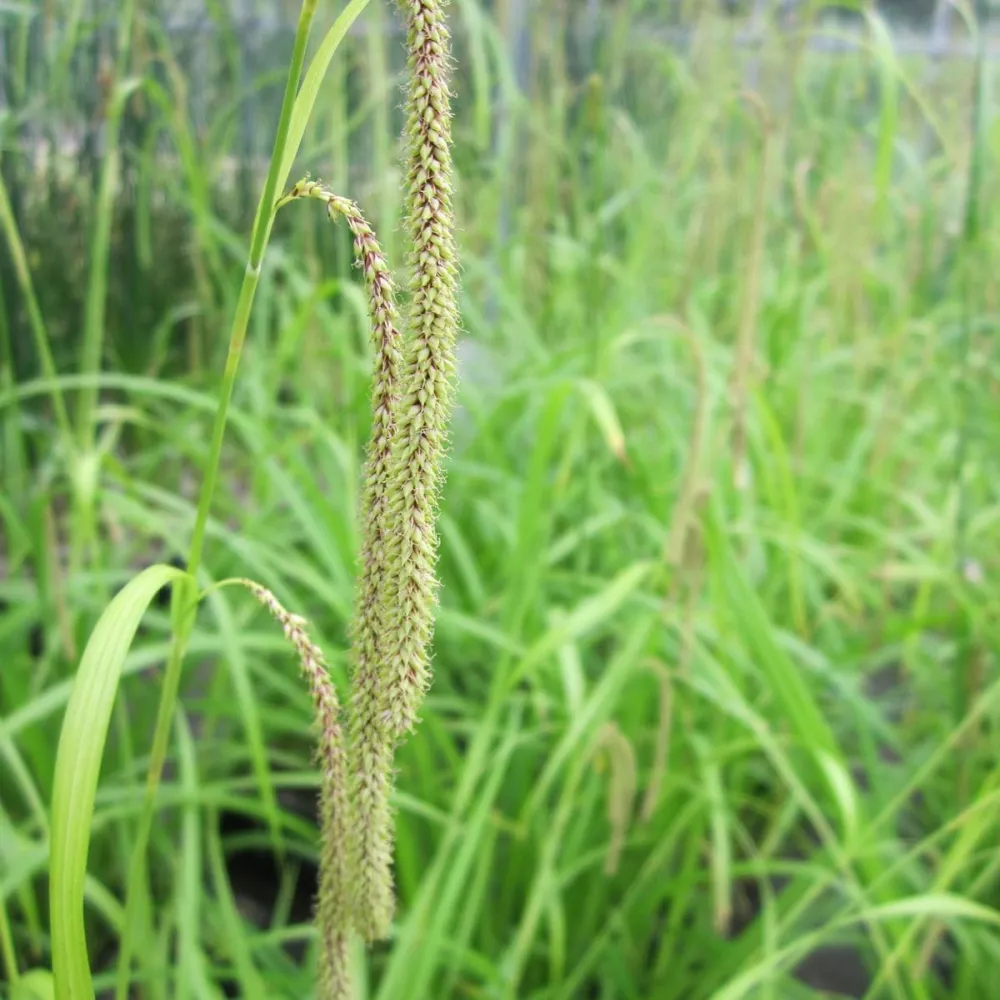Carex?pendula | Pendulous sedge | Marginal Plant - Image 3