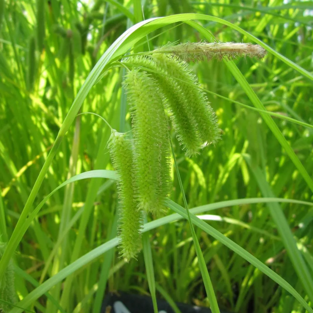 Carex?pseudocyperus | Cyperus sedge | Marginal Plant
