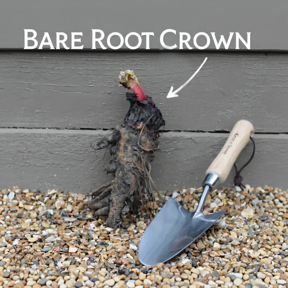 Champagne' Rhubarb Plant | Single Bare Root Crown - Image 7