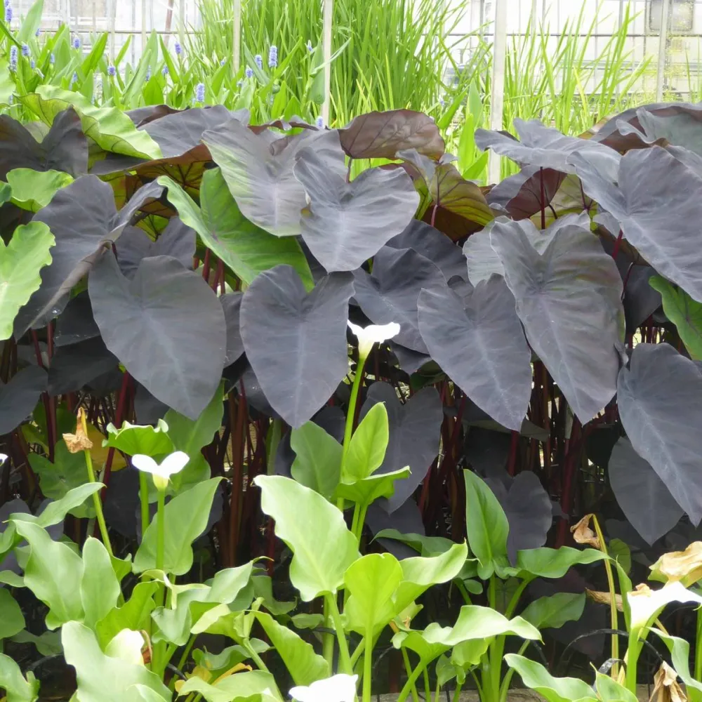 Colocasia?esculenta?Black?Magic | Black Magic elephant ear (taro) | Marginal Plant