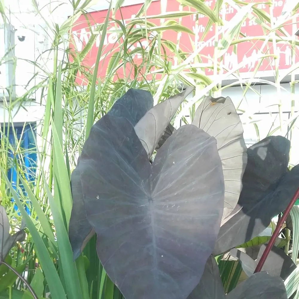 Colocasia?esculenta?Black?Magic | Black Magic elephant ear (taro) | Marginal Plant - Image 2