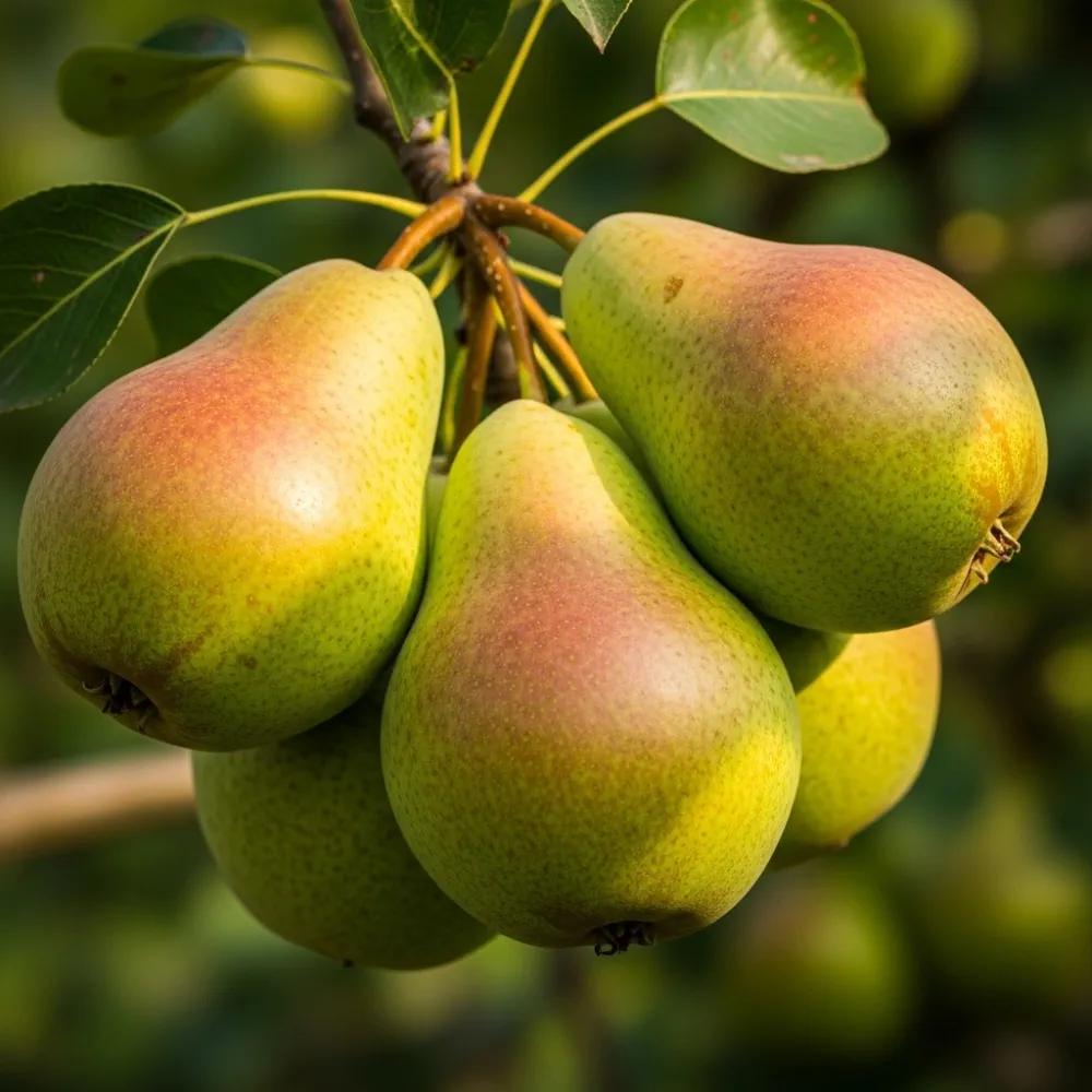 Concorde' Patio Pear Tree
