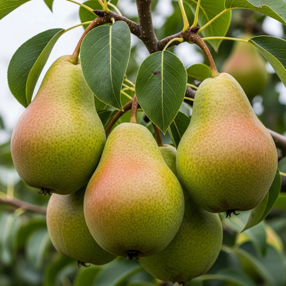 Cordon 'Comice' Pear Tree | 7.5L Pot - Image 3