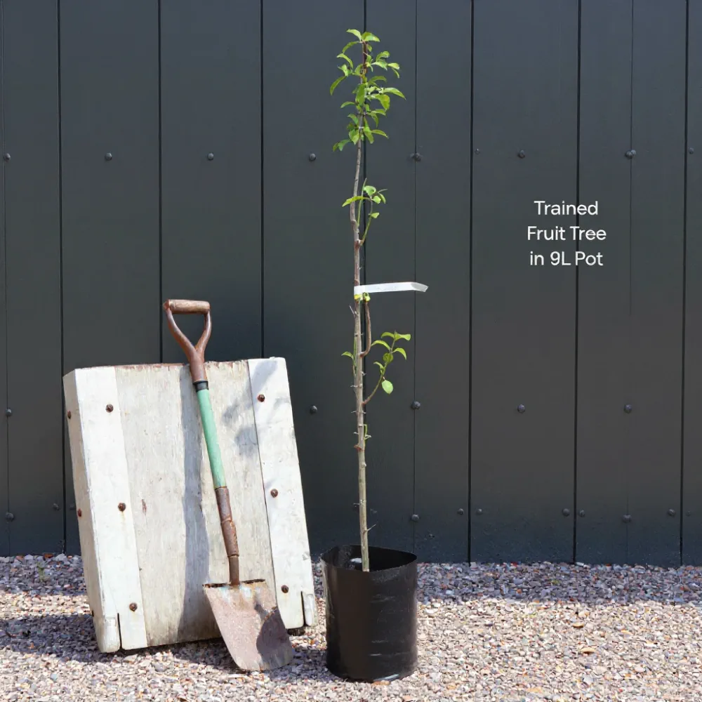 Cordon 'Flavourcot' Apricot Tree | 9L Pot - Image 6