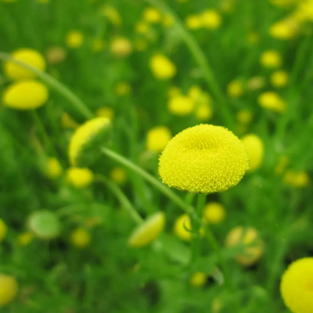 Cotula?coronopifolia | Water buttons (golden buttons) | Marginal Plant