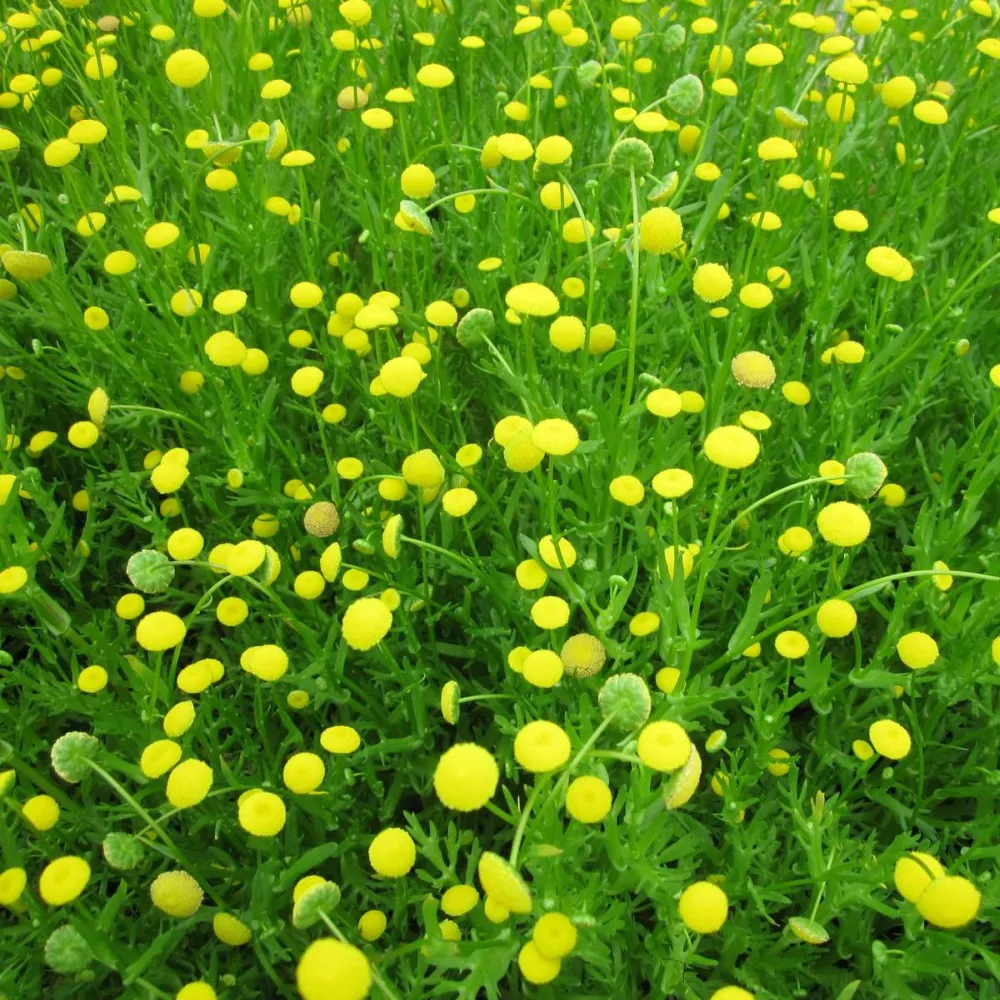 Cotula?coronopifolia | Water buttons (golden buttons) | Marginal Plant - Image 2