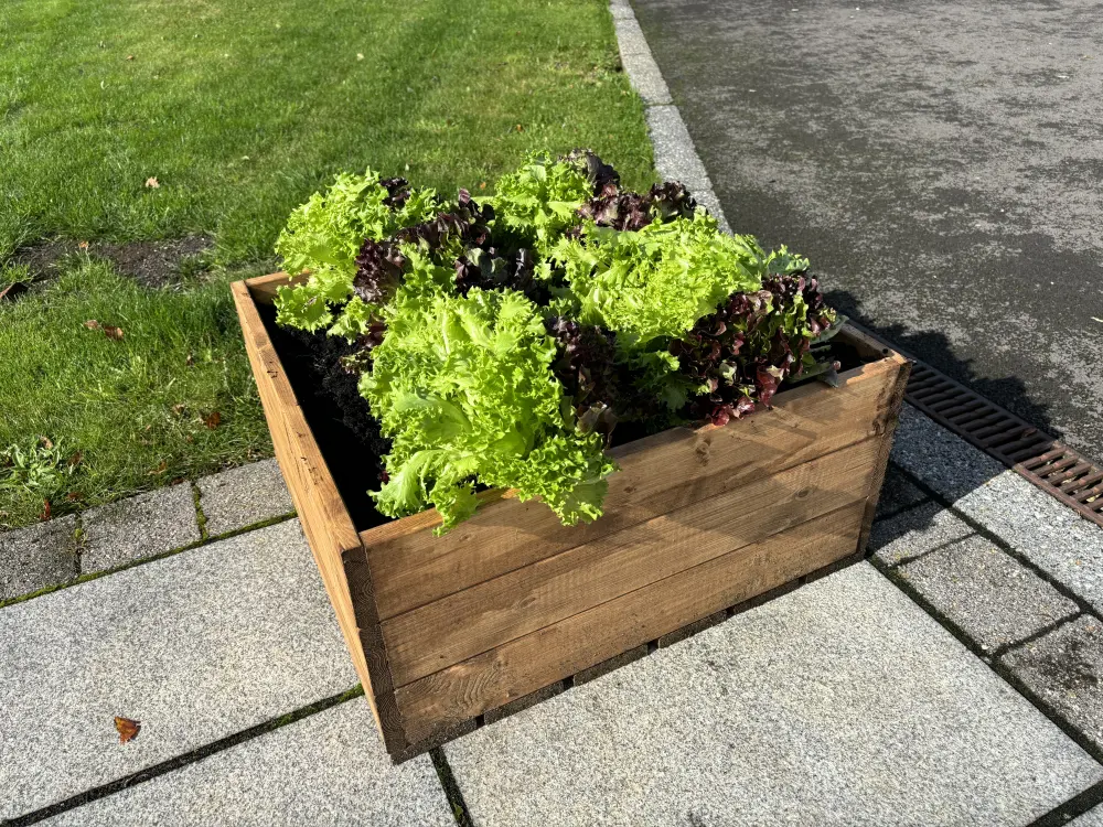 Country Kitchen Large Raised Redwood Bed - Image 5