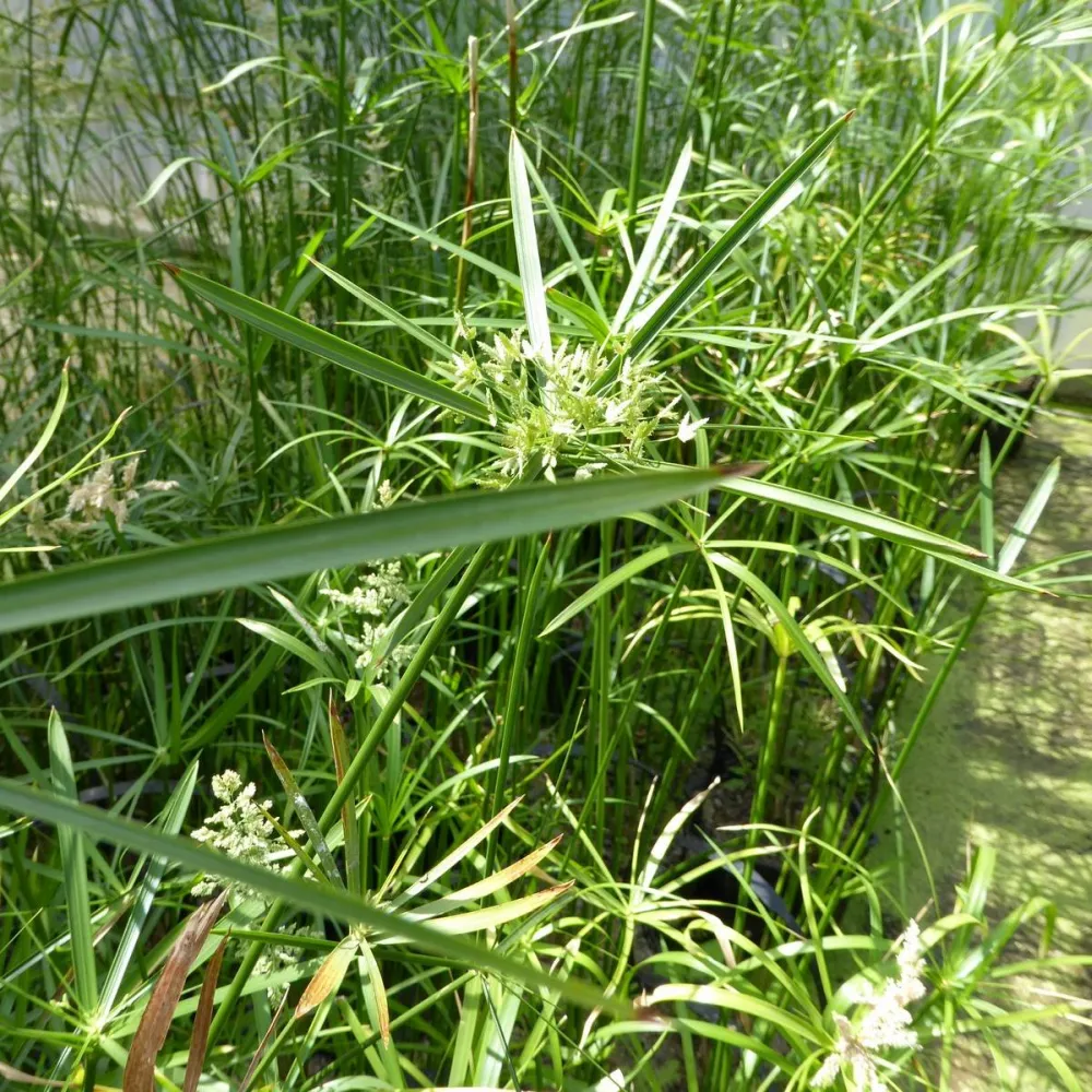 Cyperus?alternifolius | Umbrella palm | Marginal Plant - Image 2