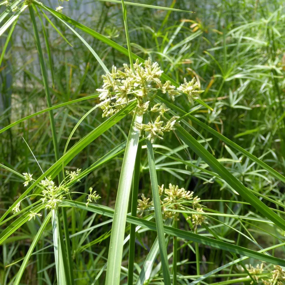 Cyperus?alternifolius | Umbrella palm | Marginal Plant - Image 3