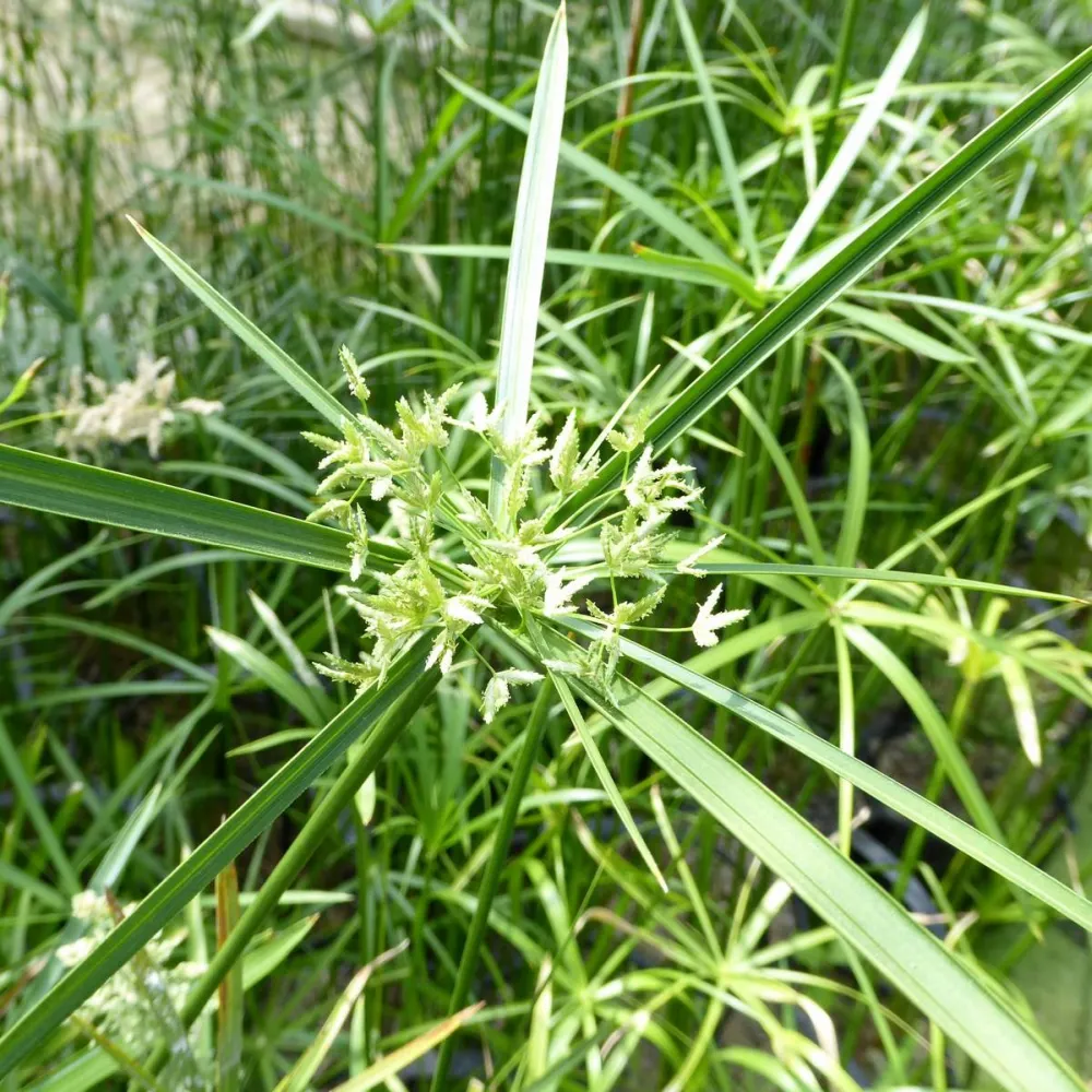 Cyperus?alternifolius | Umbrella palm | Marginal Plant - Image 4