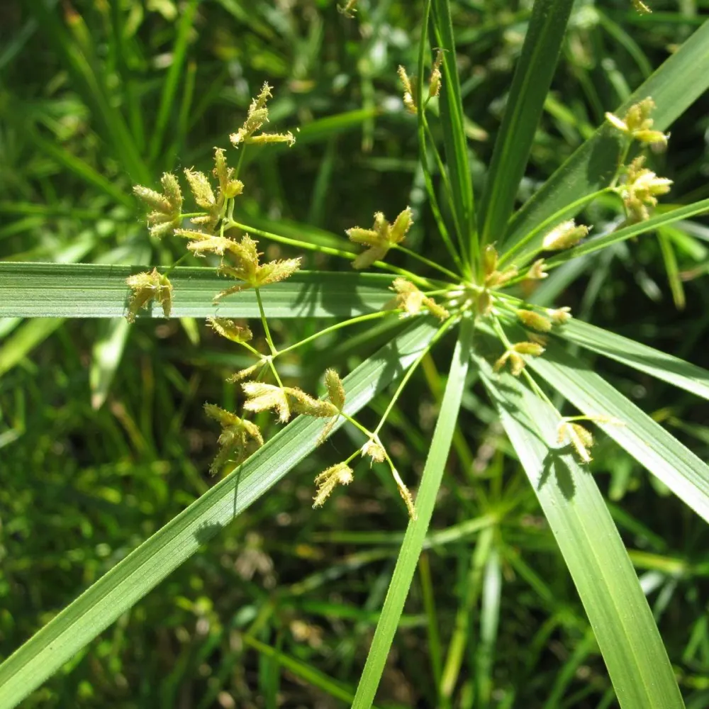 Cyperus?alternifolius | Umbrella palm | Marginal Plant - Image 6