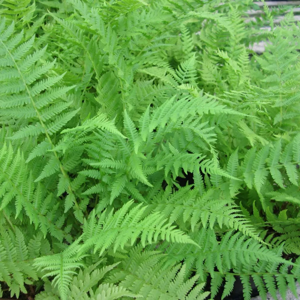 Dryopteris?filix-mas | Male fern | Pond Side Plant