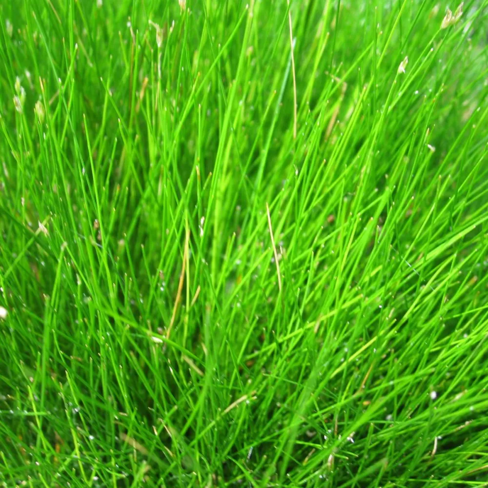 Eleocharis?acicularis | Dwarf hairgrass (needle spikerush) | Oxygenating Marginal Plant - Image 4