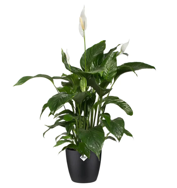 Elho Brussels Round 16 Black Plant Pot - Image 2