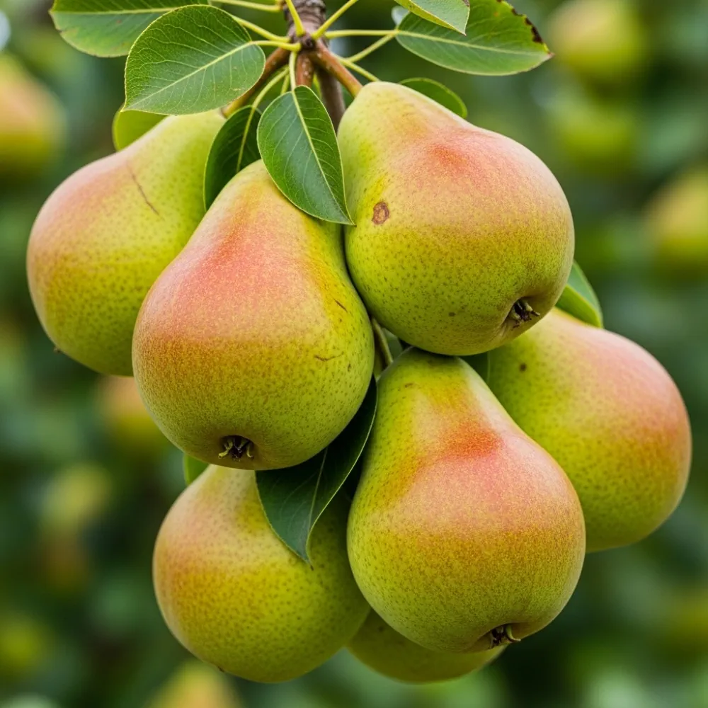 Espalier 'Concorde' Pear Tree | Bare Root - Image 2