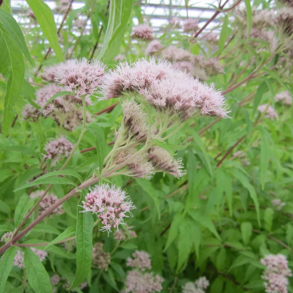 Eupatorium?cannabinum | Hemp agrimony | Marginal Plant