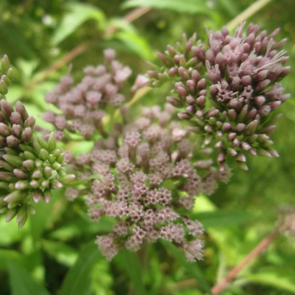 Eupatorium?cannabinum | Hemp agrimony | Marginal Plant - Image 2