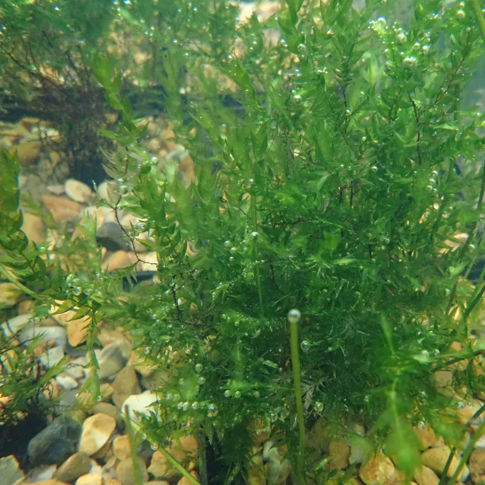 Fontinalis?antipyretica | Common water moss | Marginal Plant