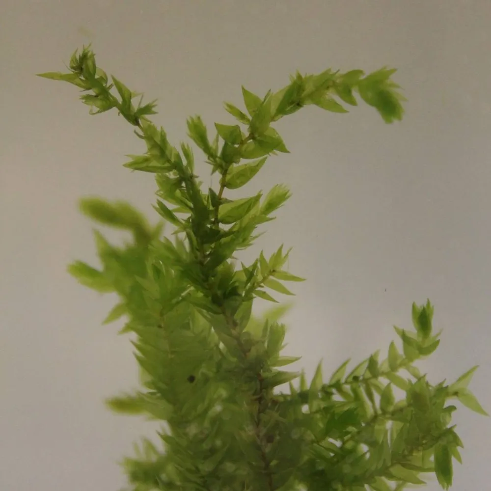 Fontinalis?antipyretica | Common water moss | Marginal Plant - Image 2