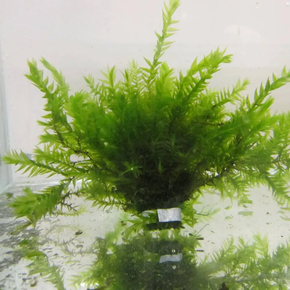 Fontinalis?antipyretica | Common water moss | Marginal Plant - Image 3