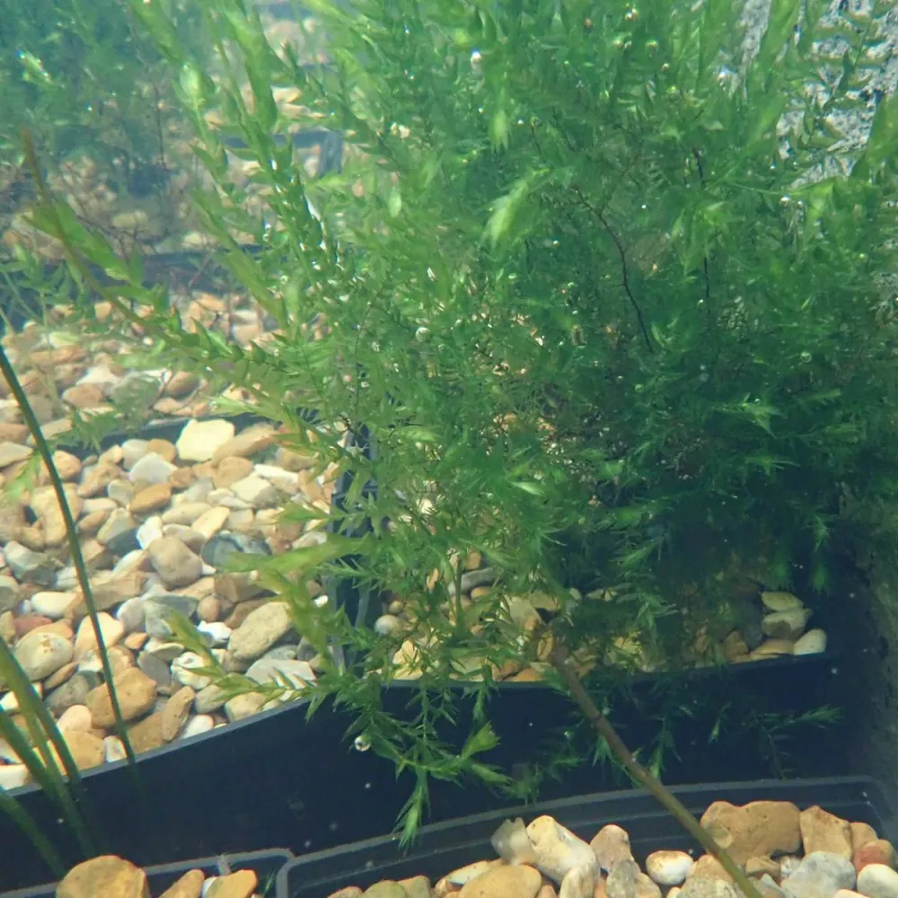 Fontinalis?antipyretica | Common water moss | Marginal Plant - Image 4