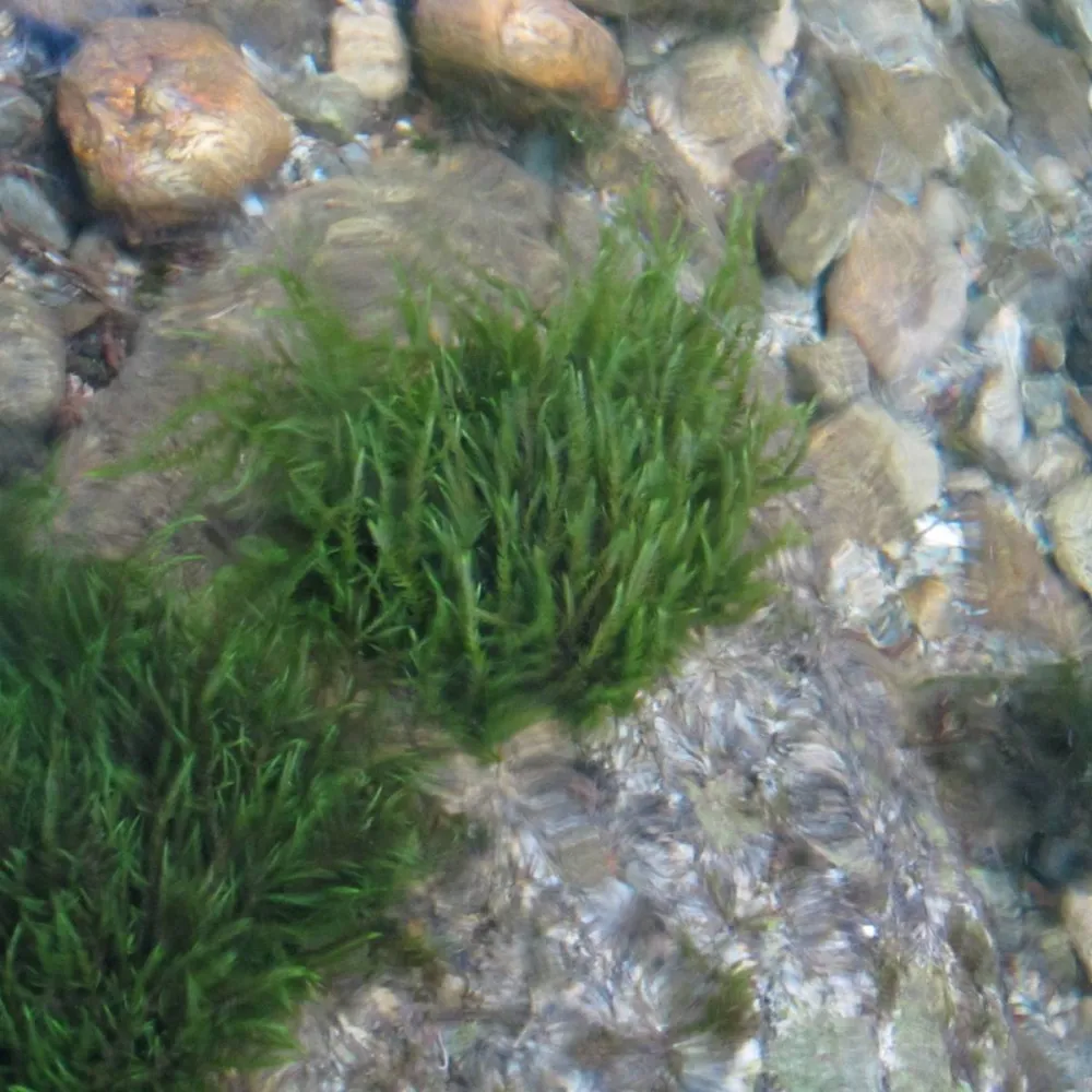 Fontinalis?antipyretica | Common water moss | Marginal Plant - Image 6