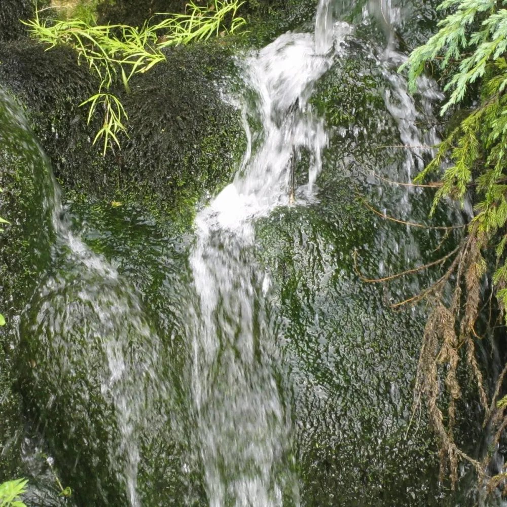 Fontinalis?antipyretica | Common water moss | Marginal Plant - Image 7