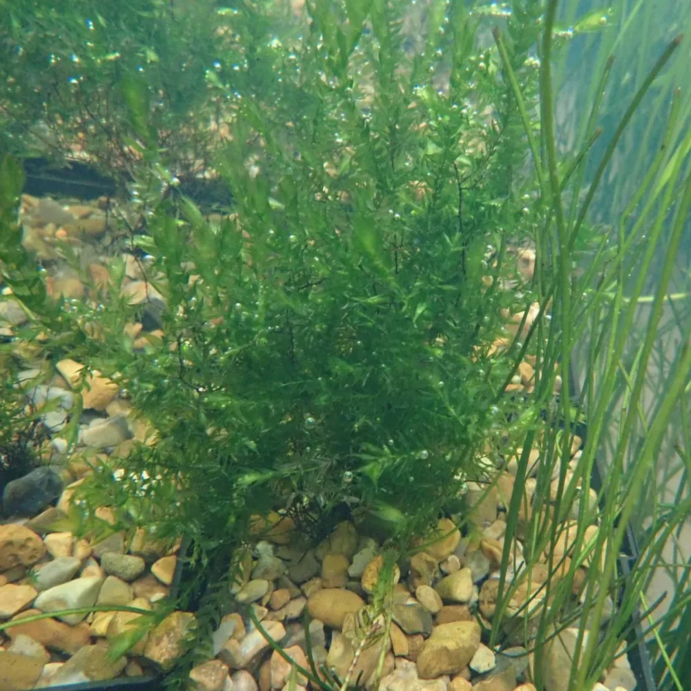 Fontinalis?antipyretica | Common water moss | Marginal Plant - Image 8