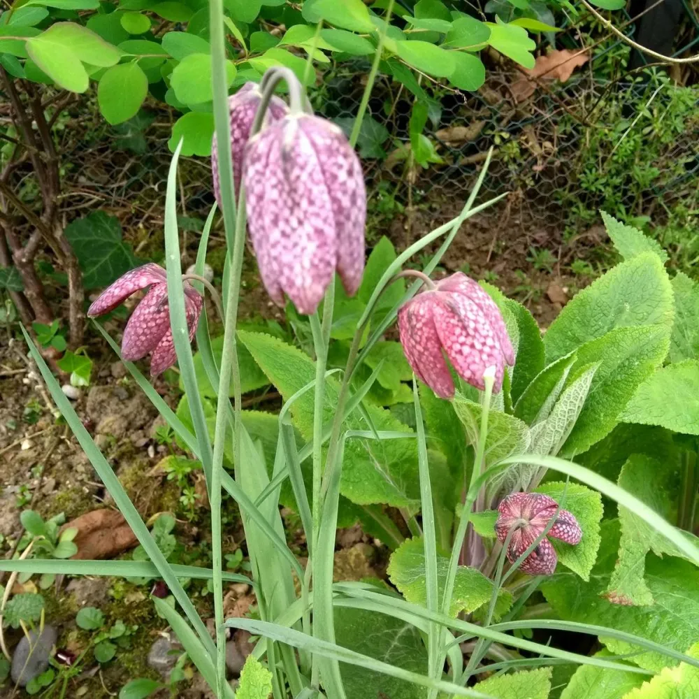 Fritillaria?meleagris | Snakes-head fritillary | Pond Side Plant