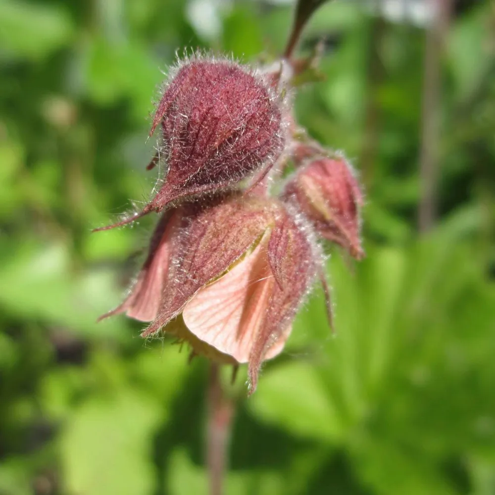 Geum?rivale | Water avens | Marginal Plant
