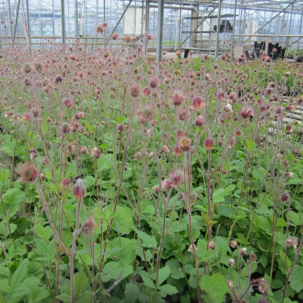 Geum?rivale | Water avens | Marginal Plant - Image 2
